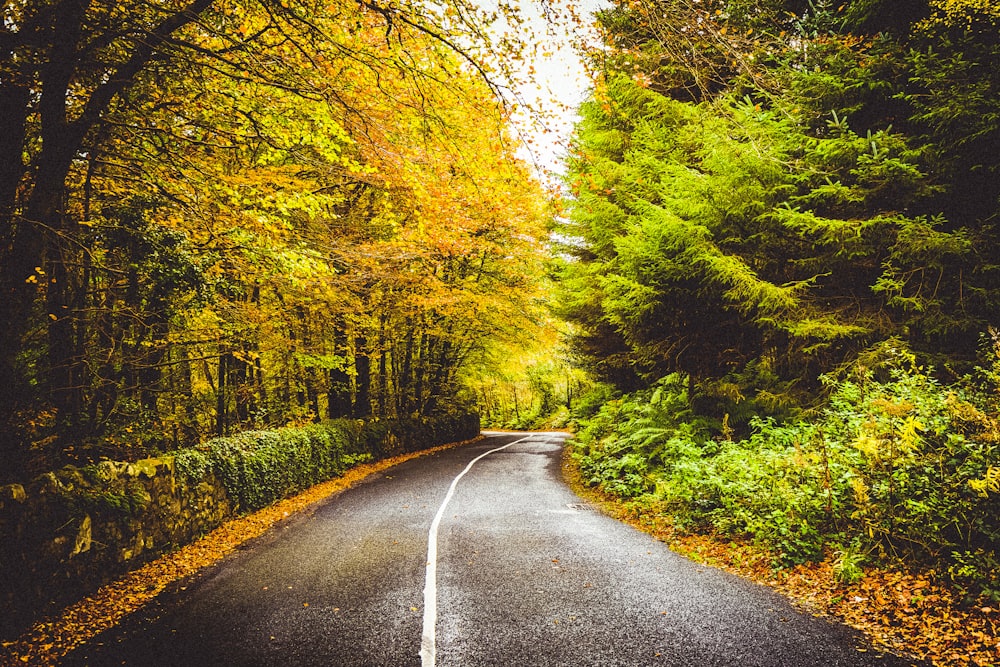 gray concrete road between trees