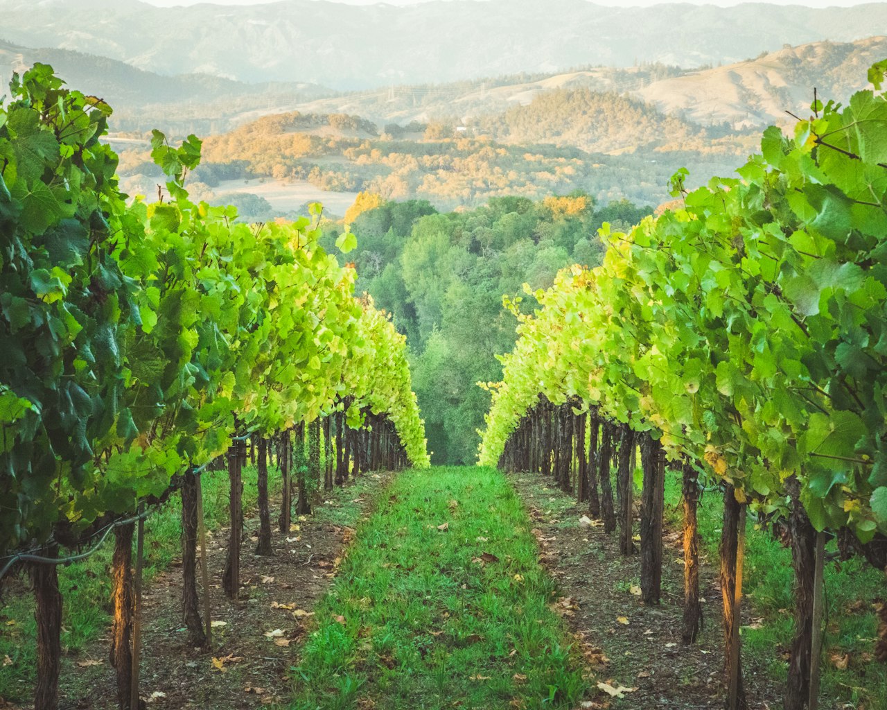 between rows of grapevines in california wine country, set on a hill with green grass and trees in the background