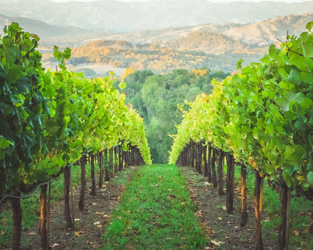 pathways in between green trees, Sonoma Valley