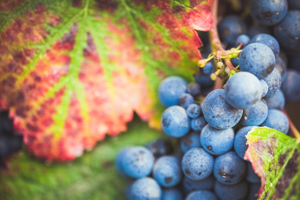 blue berries near green and red leaves