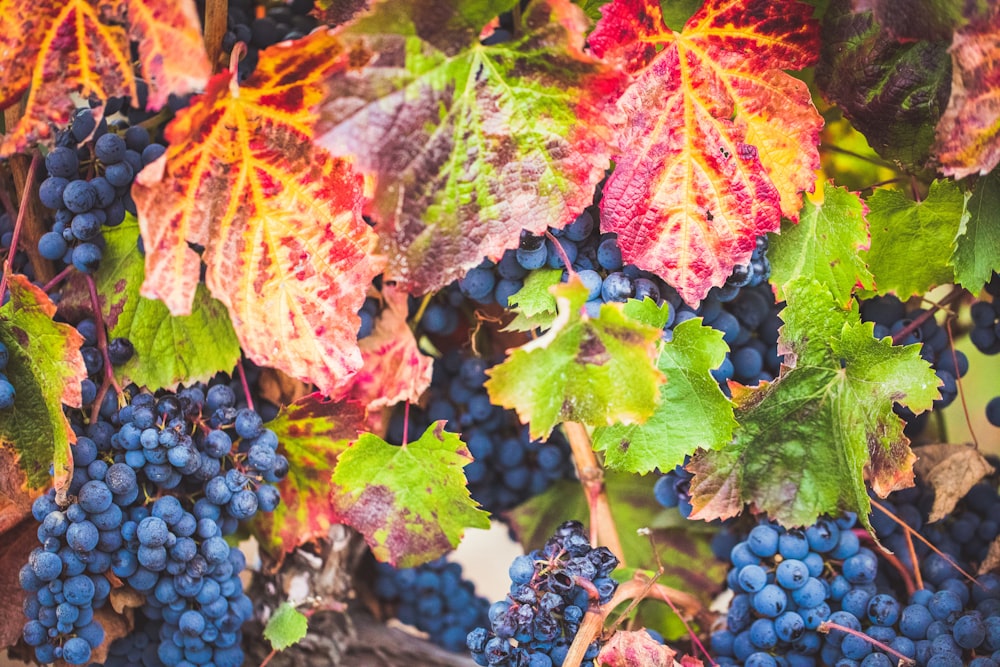 blueberry fruits