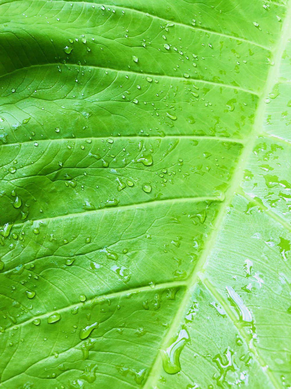 close-up photography of green-leaf