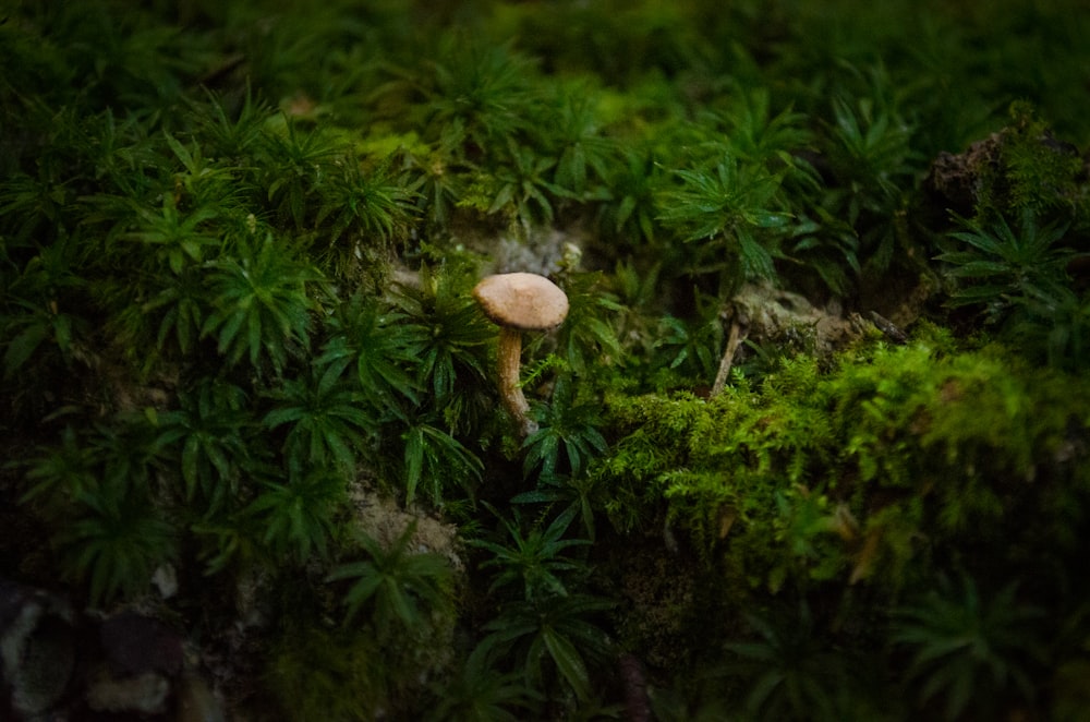 brown mushroom photography