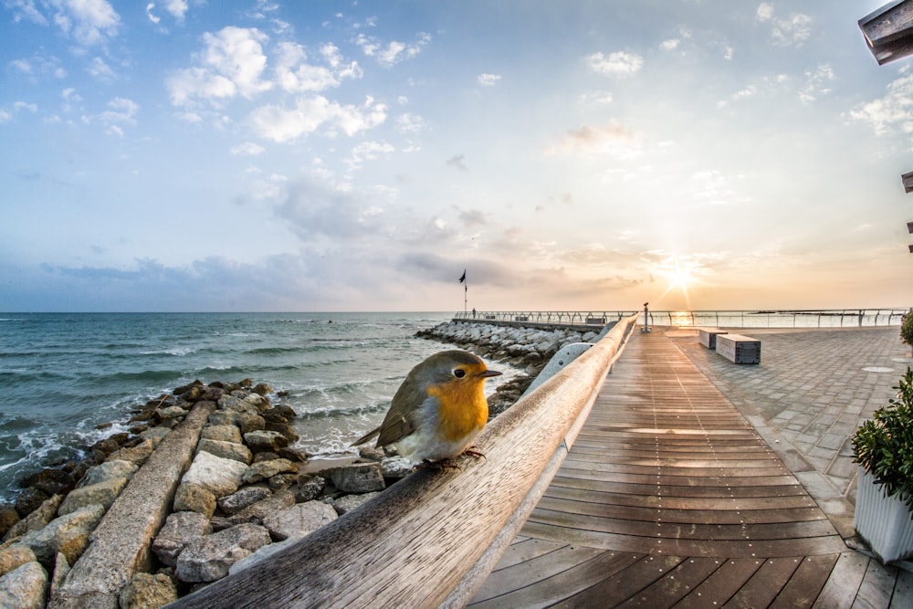 brown wooden beach dock