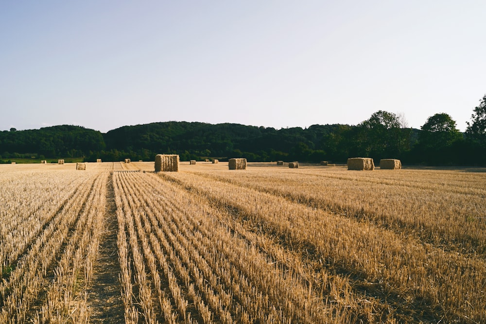 brown field near rolling hays
