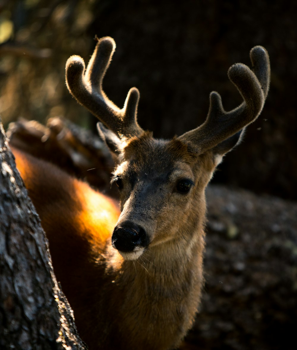 brown and gray deer