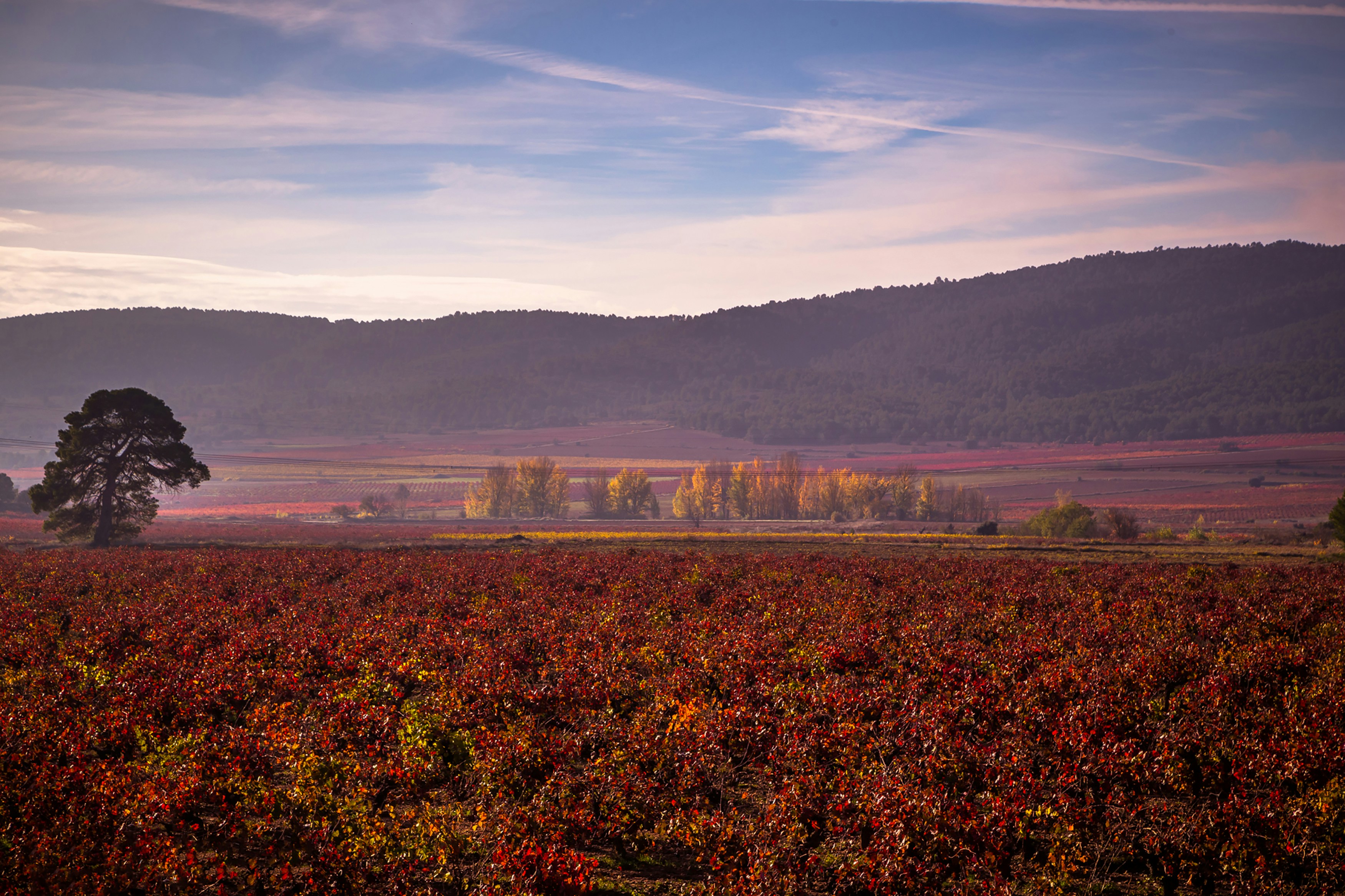 Image by jose alfonso sierra via Unsplash