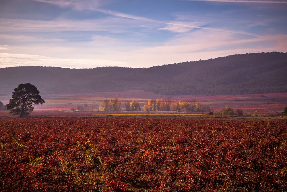 brown field and mountain view