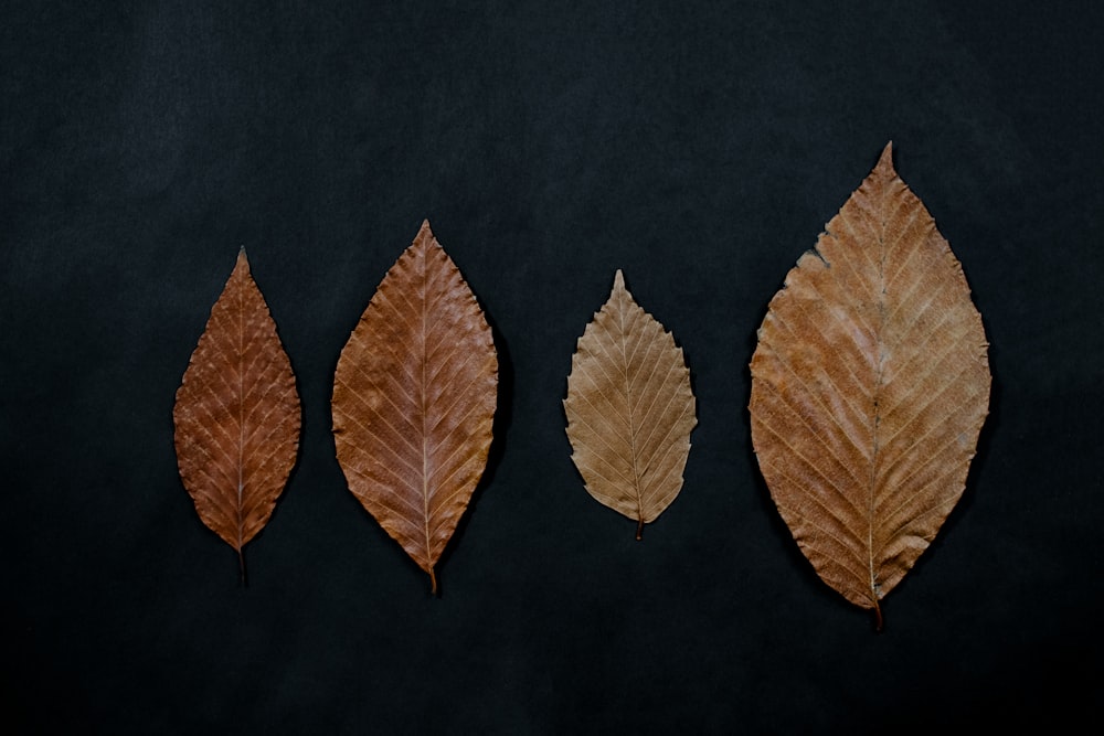 four brown ovate leaves