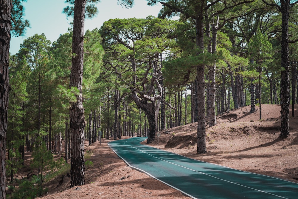 empty road surrounded by trees