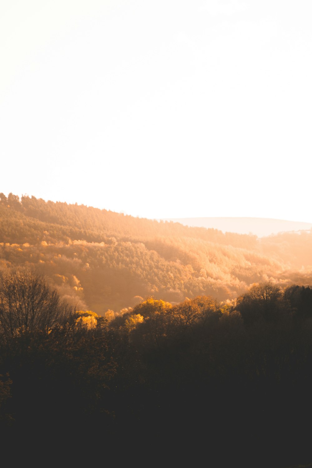 brown field