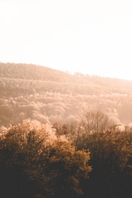 A serene nature scene thumbnail with golden hour light filtering through trees.