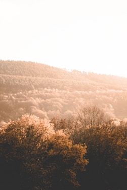 A serene landscape photo capturing a fleeting moment of golden light over a quiet forest.