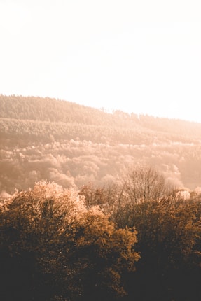 A serene landscape featuring sunlit trees in the foreground with a dense forest covering a hill in the background. The scene is bathed in warm golden light, creating a soft, dreamy atmosphere.