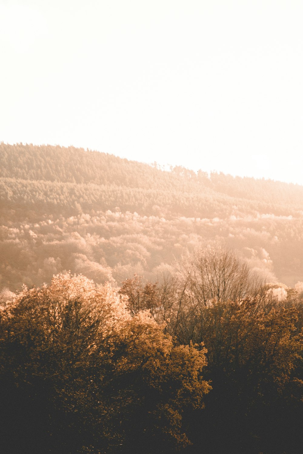 brown trees near mountain at daytime