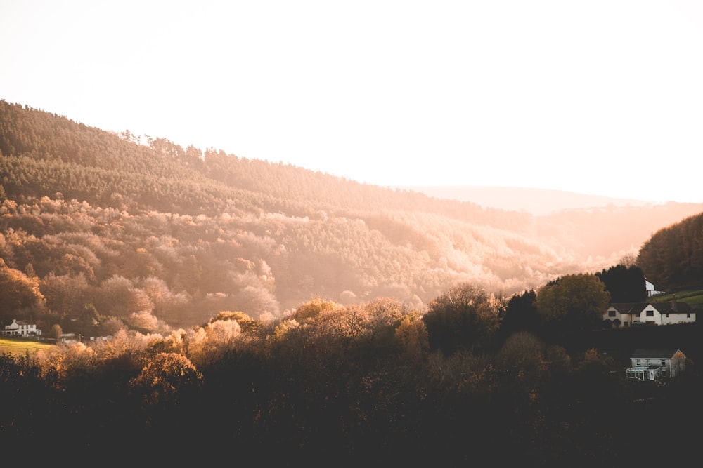 Arbres bruns près des montagnes pendant la journée