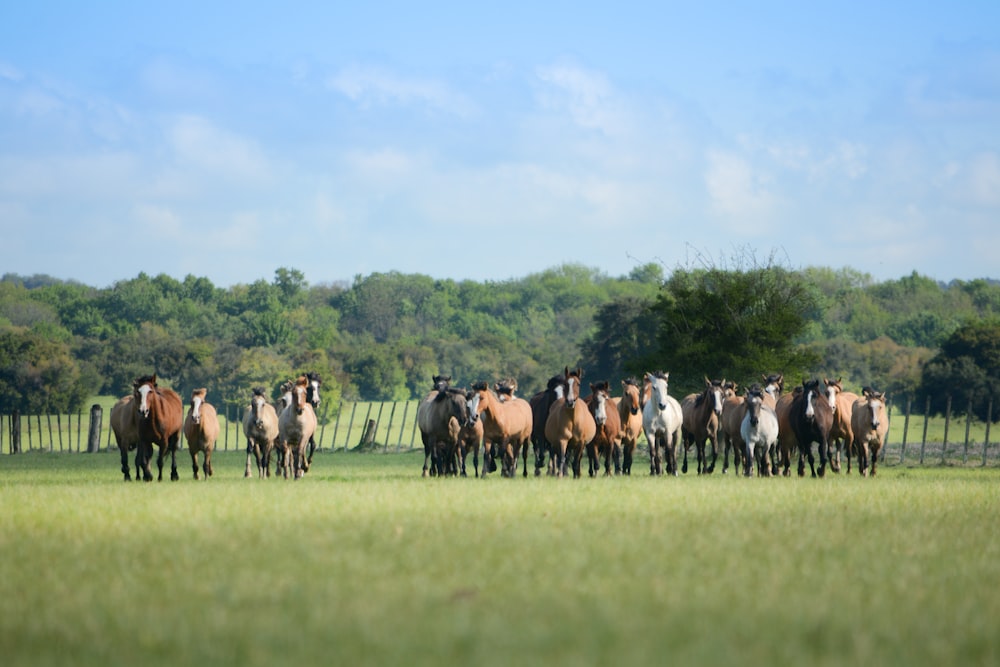 horses standing on grass field at daytime