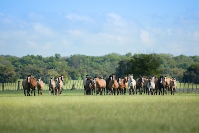 Marion County real estate — Ocala FL homes and land for sale