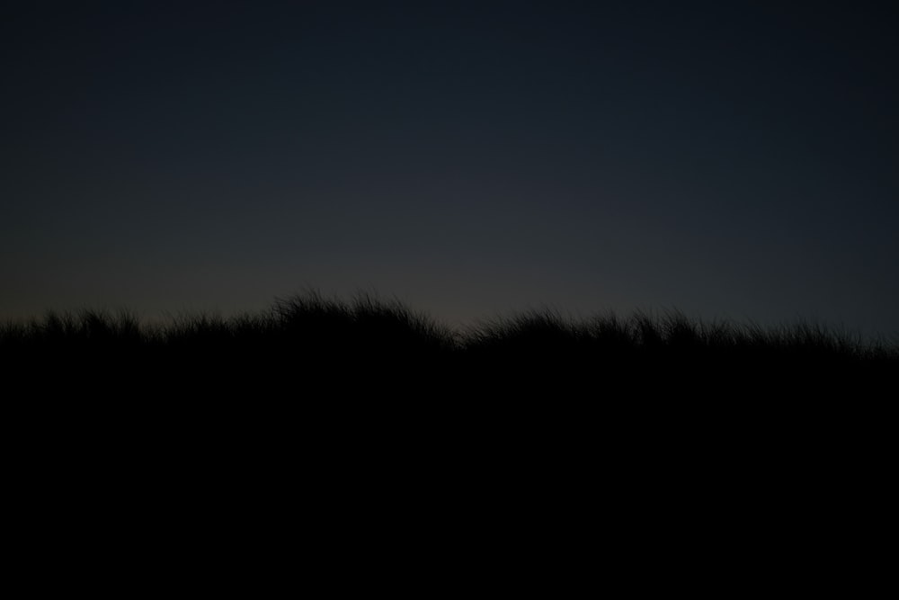 silhouette of trees at night