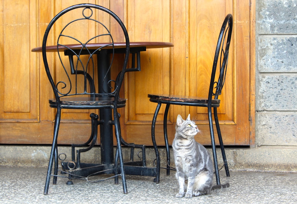 gray and white cat underneath vacant chair