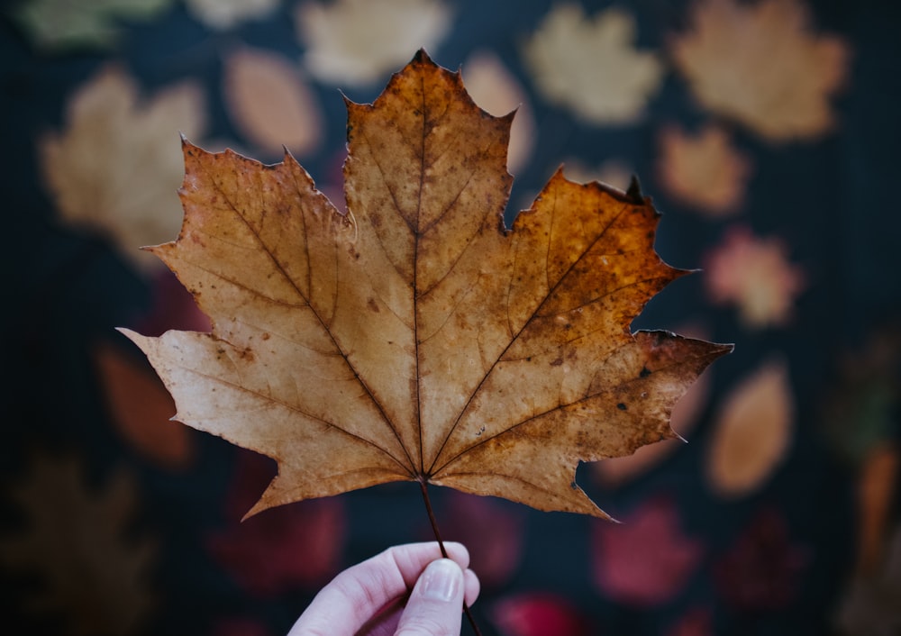 person holding maple leaf