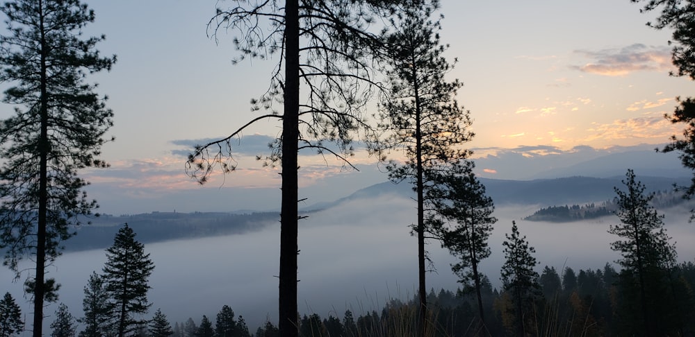 tree photography of the mountain