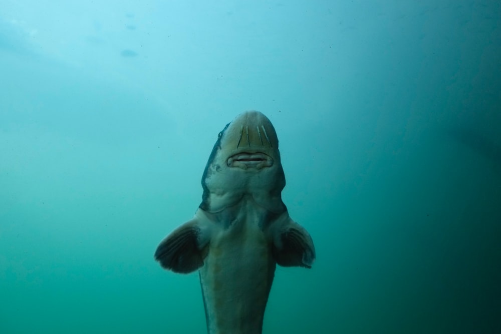 white and gray fish underwater