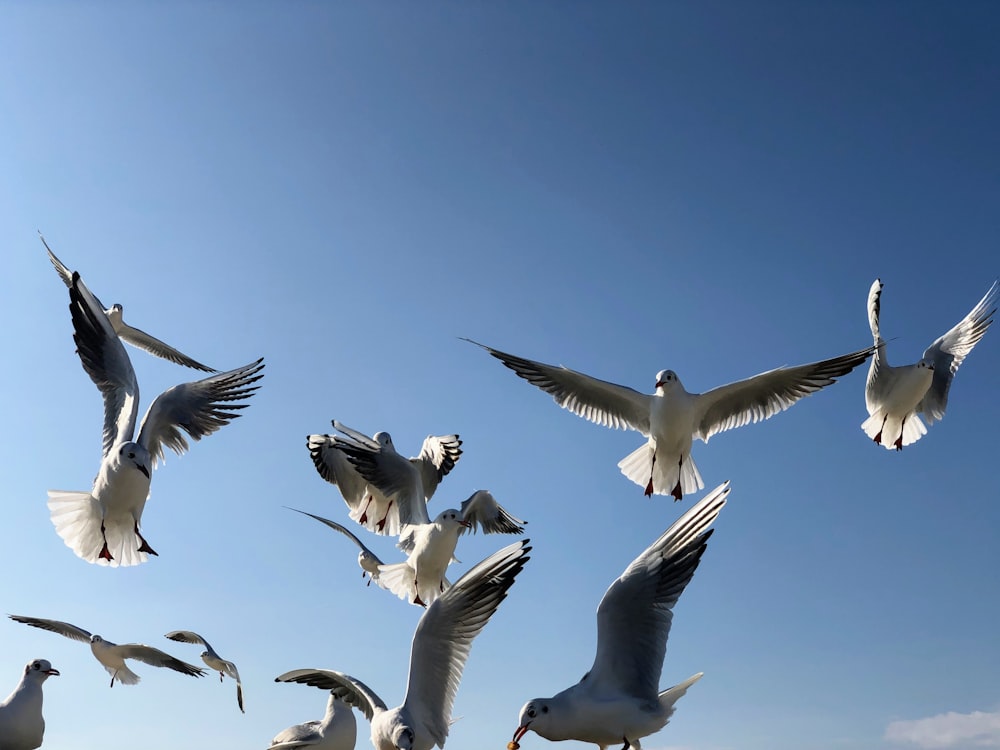 flock of pigeons flying under the sky during daytime