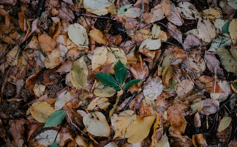 brown and green leaves