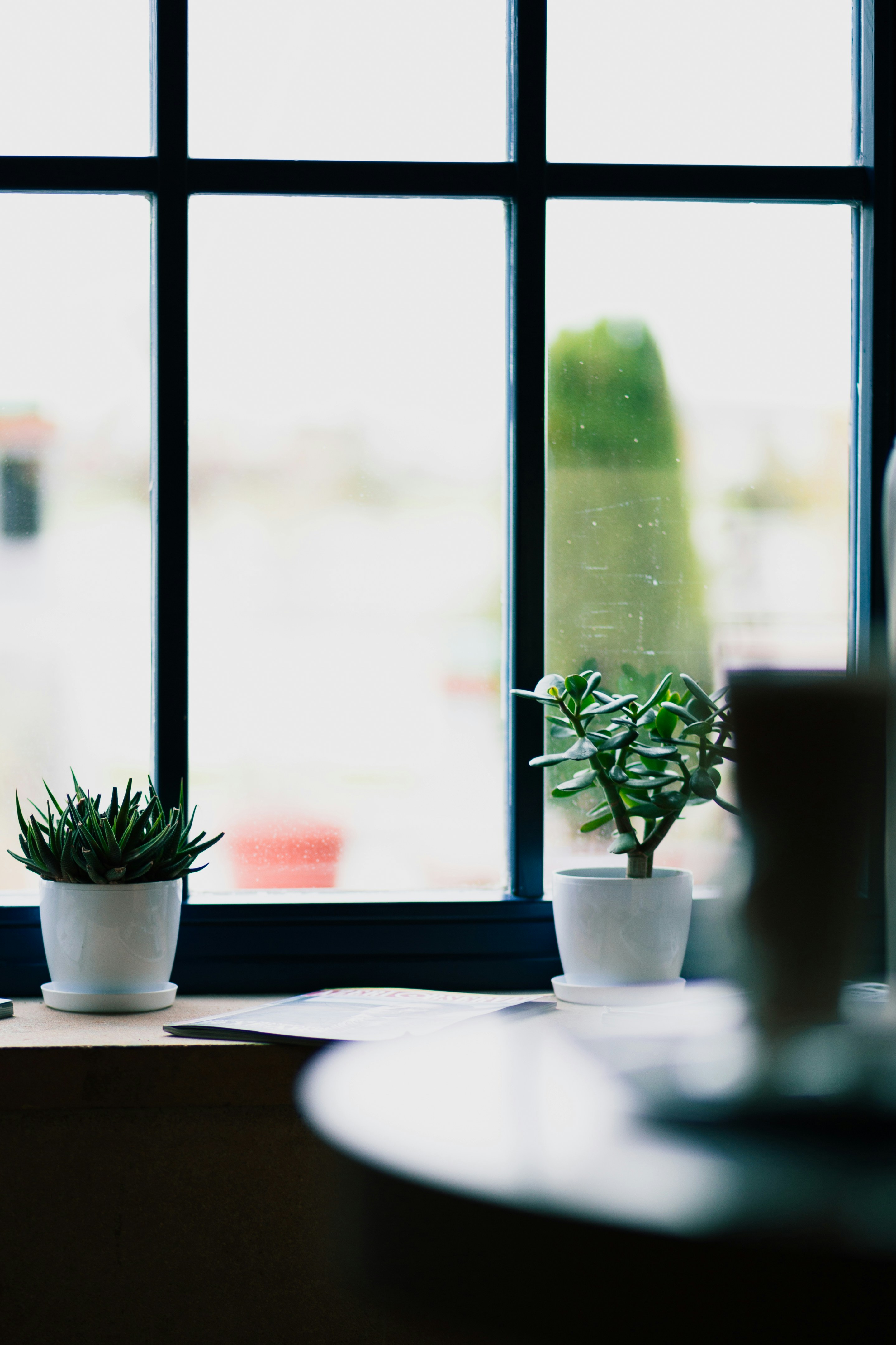two green-leafed plants beside window