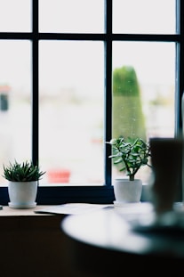 two green-leafed plants beside window