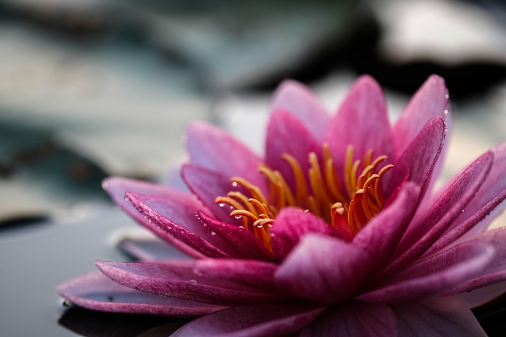 Photo de mise au point peu profonde de fleur de lotus