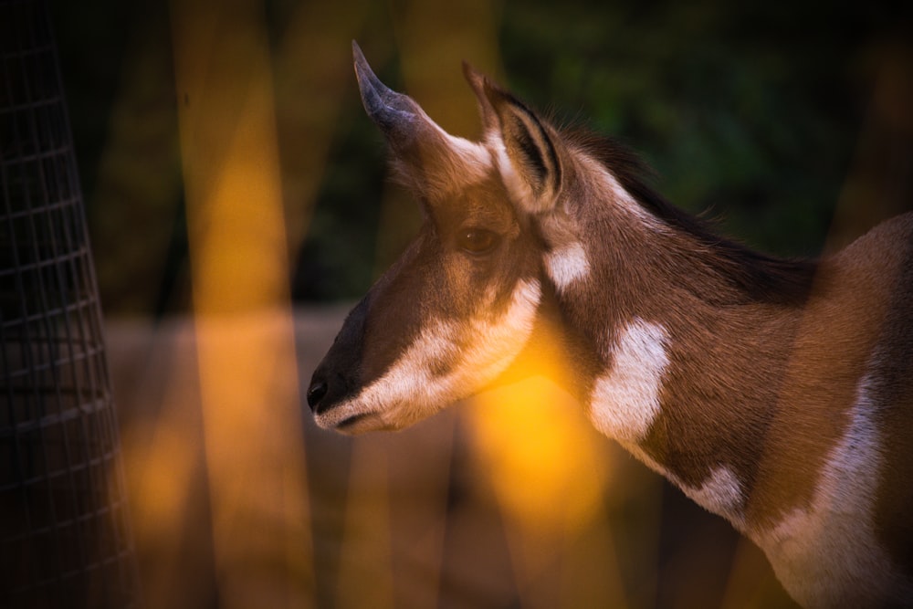 brown animal