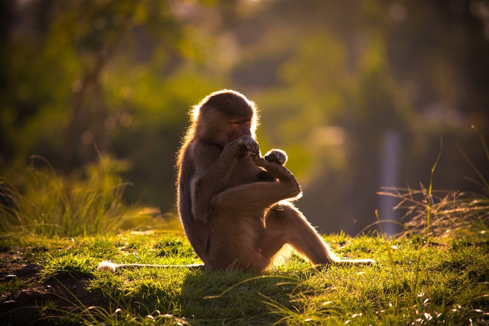 brown monkey sitting on green grass during daytime