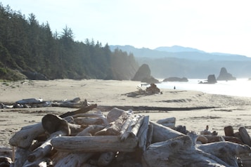 A serene beach scene with a foreground of scattered driftwood and logs. The sandy shoreline extends into the distance, bordered by a lush, tree-covered hillside on the left. Rock formations rise from the ocean in the background, and a subtle mist gives the landscape a soft, tranquil quality.