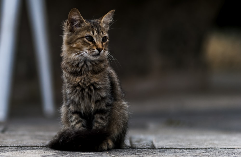 gray tabby cat on gray surface