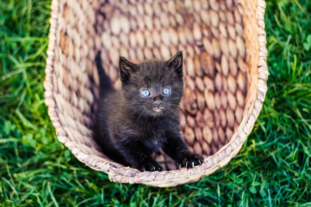 schwarzes Kätzchen im Weidenkorb