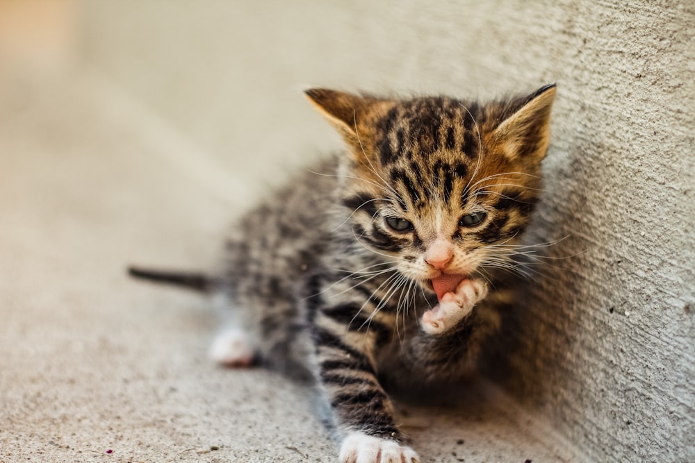 gray tabby kitten lying beside concrete wall