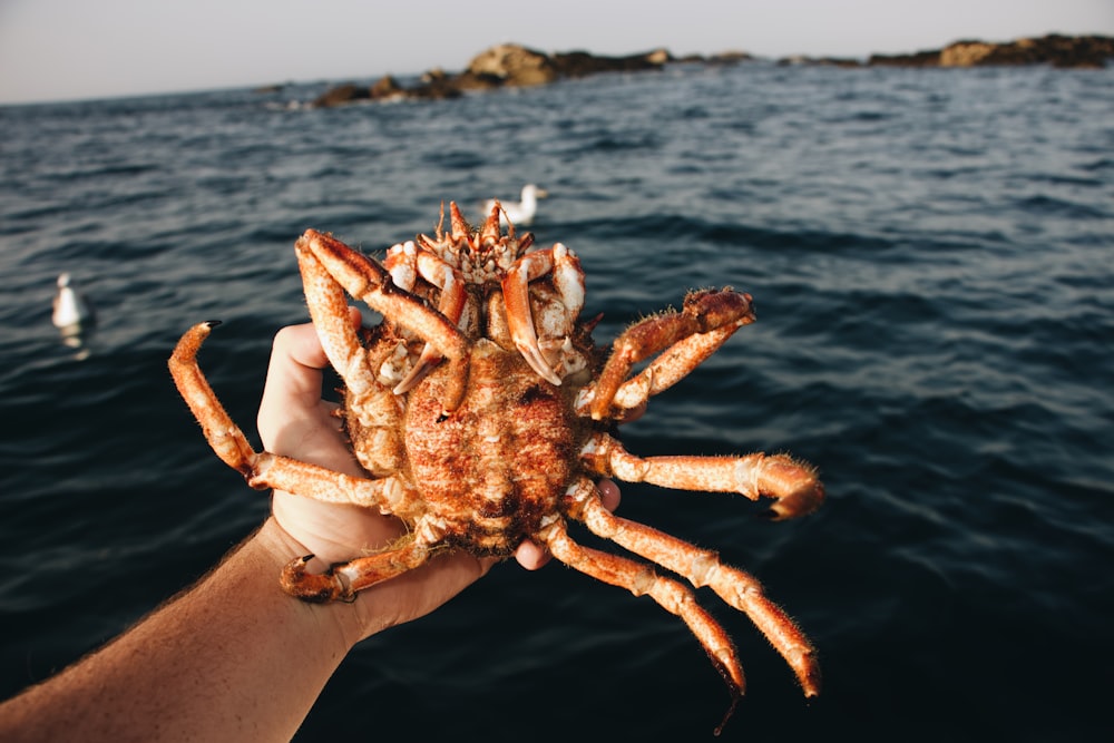 person holding crabs
