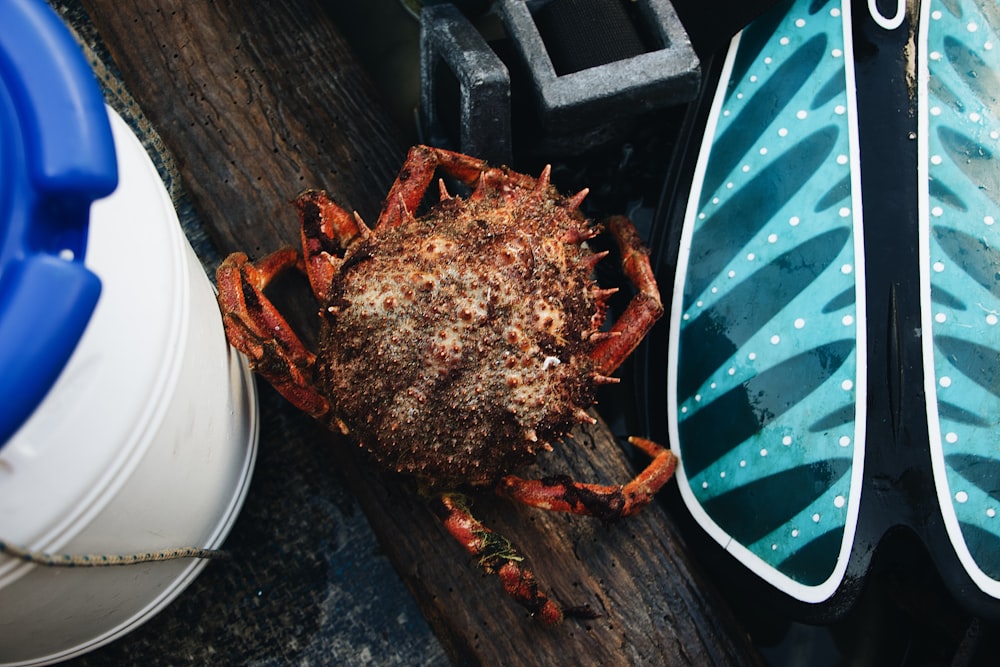 brown crab near white plastic container