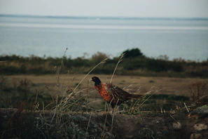 A colorful display of local wildlife photographed during a biodiversity survey