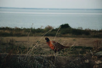 A colorful display of local wildlife photographed during a biodiversity survey