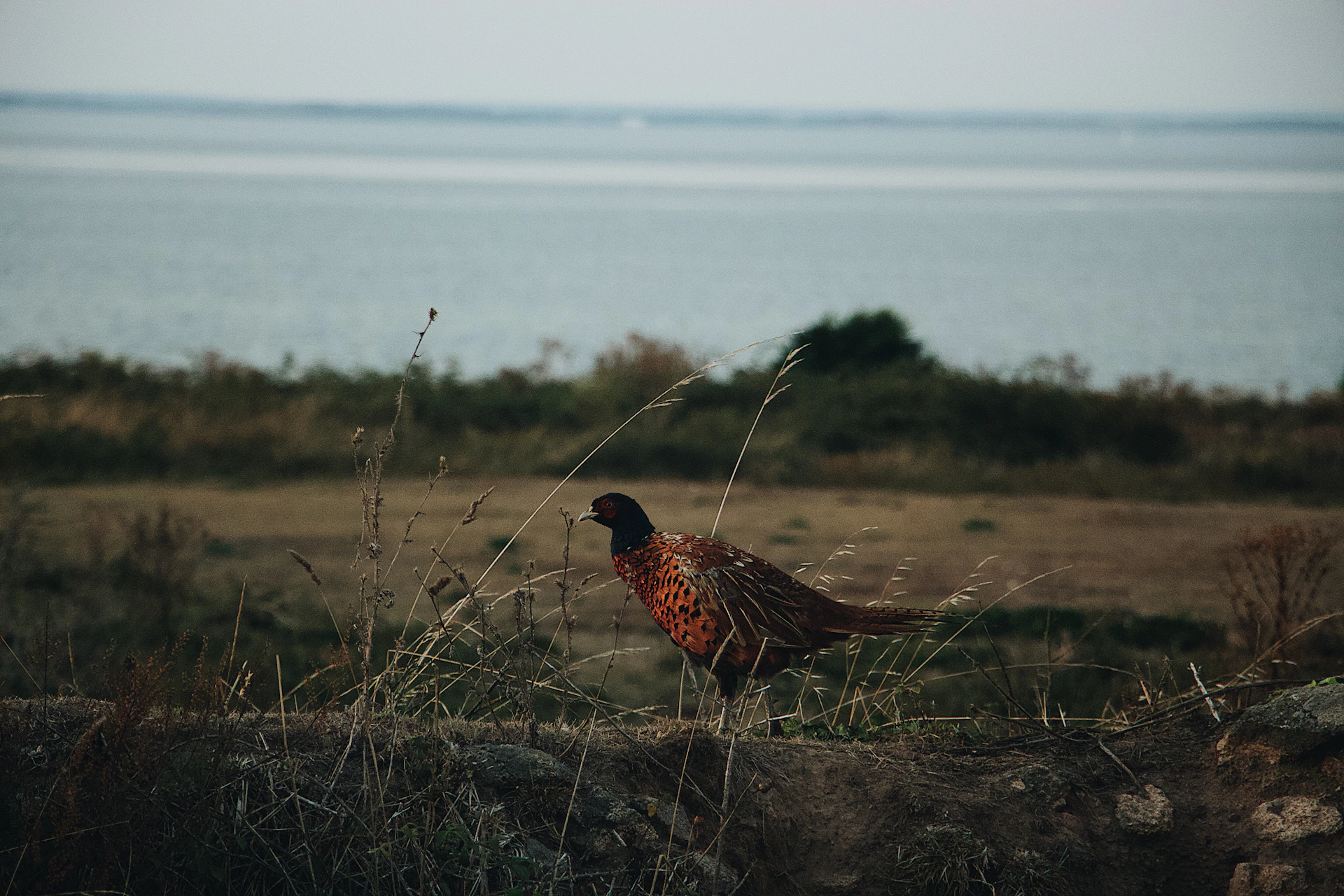 selective focus photography of brown and black bird