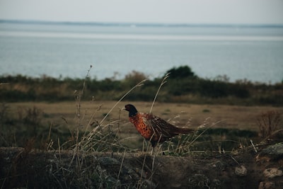 selective focus photography of brown and black bird