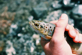 Close-up of hands holding freshly caught fish beside a sparkling river in Finland.