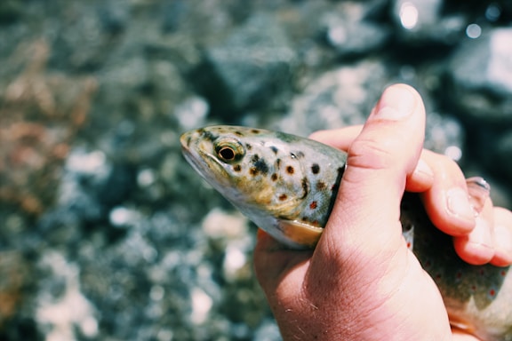 A hand is holding a small fish with a patterned body, possibly by a stream or river. The fish has distinct spotted patterns along its body and the hand is gripping it gently. The background is out of focus, showing a watery or rocky texture.
