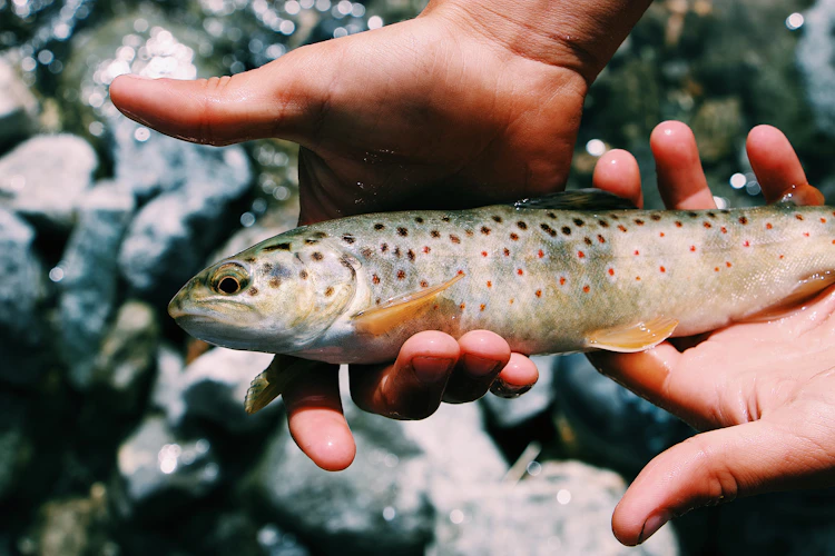 A brown trout in hand over a cobble bottom — the kind of fish you spot before you cast