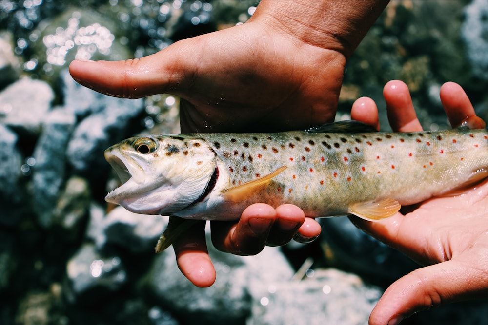 Grüner und beigefarbener Fisch an der Hand