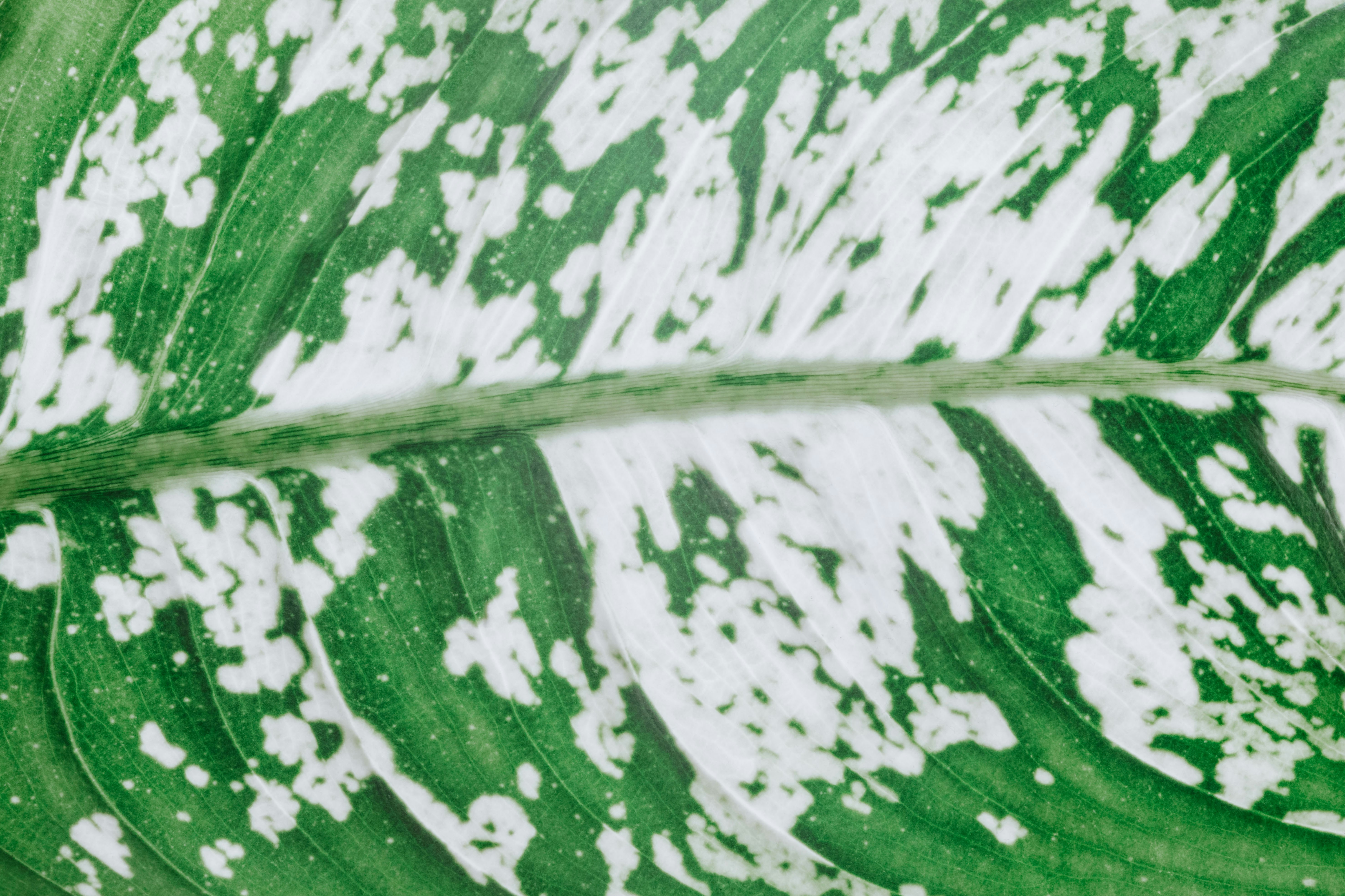 Photo by pawel_czerwinski