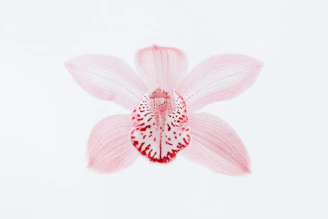 red petals